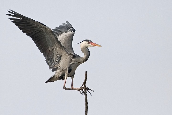 Graureiher Ardea cinerea